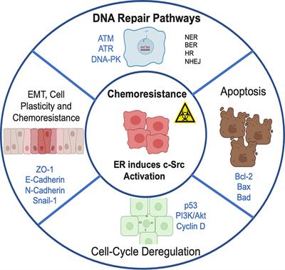 Frontiers | Non-Genomic Actions Of Estrogens On The DNA Repair Pathways ...